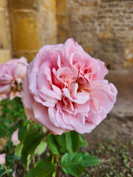 Maria Severiola : la rose de Charlieu